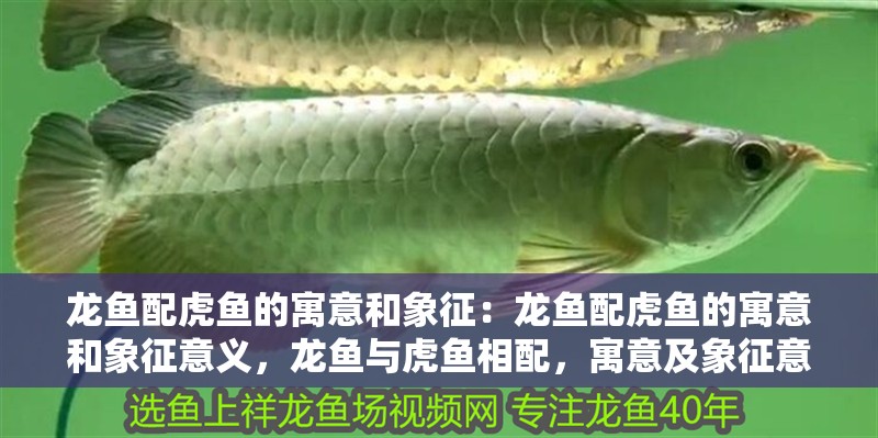龍魚配虎魚的寓意和象征：龍魚配虎魚的寓意和象征意義，龍魚與虎魚相配，寓意及象征意義解析