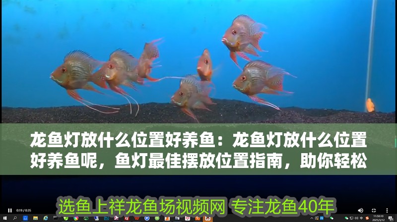 龍魚燈放什么位置好養魚：龍魚燈放什么位置好養魚呢，魚燈最佳擺放位置指南，助你輕松養好觀賞魚
