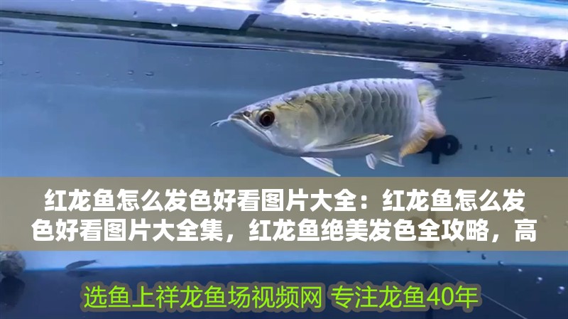 紅龍魚怎么發(fā)色好看圖片大全：紅龍魚怎么發(fā)色好看圖片大全集，紅龍魚絕美發(fā)色全攻略，高清圖片鑒賞大全