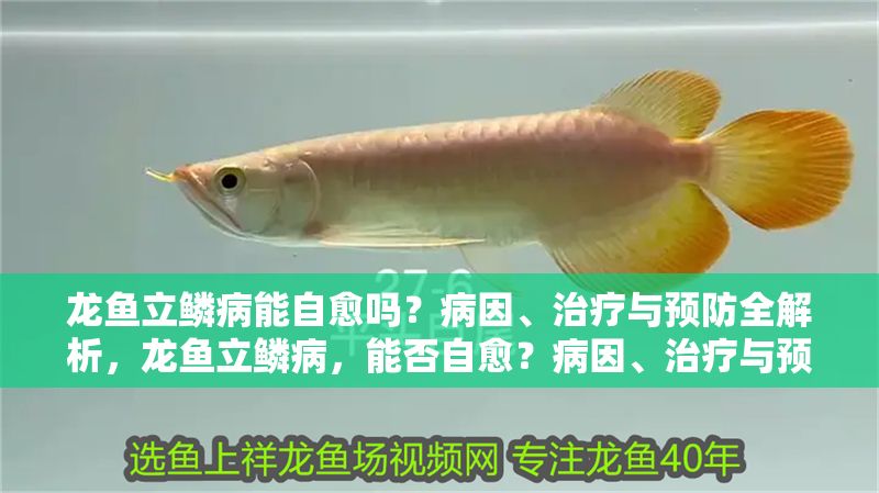 龍魚立鱗病能自愈嗎？病因、治療與預防全解析，龍魚立鱗病，能否自愈？病因、治療與預防全面解析