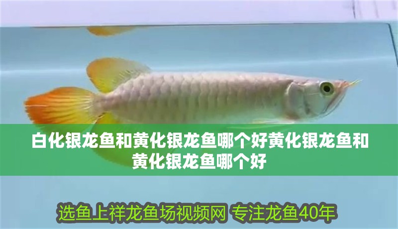 白化銀龍魚(yú)和黃化銀龍魚(yú)哪個(gè)好黃化銀龍魚(yú)和黃化銀龍魚(yú)哪個(gè)好