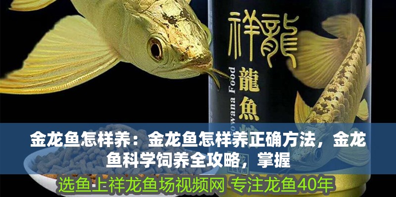 金龍魚怎樣養：金龍魚怎樣養正確方法，金龍魚科學飼養全攻略，掌握