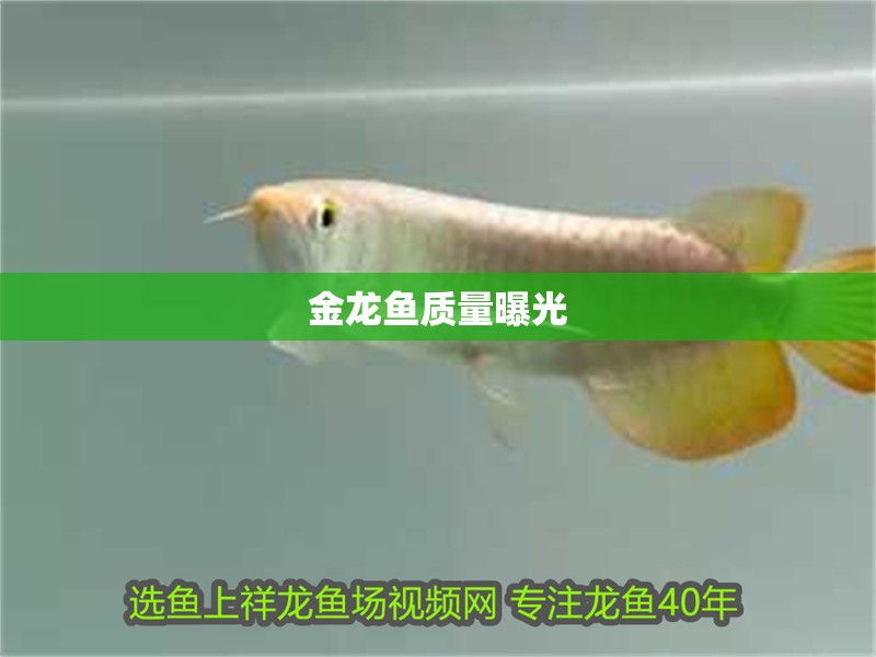 金龍魚質量曝光 龍魚百科 第4張 金龍魚質量曝光 金龍魚質量曝光 龍魚百科 第4張