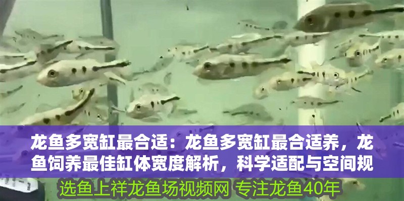 觀賞魚種類龍魚有哪些品種
