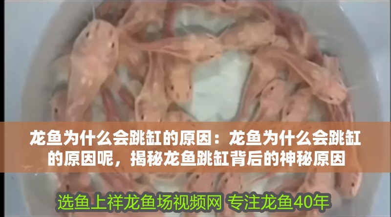 龍魚為什么會跳缸的原因：龍魚為什么會跳缸的原因呢，揭秘龍魚跳缸背后的神秘原因