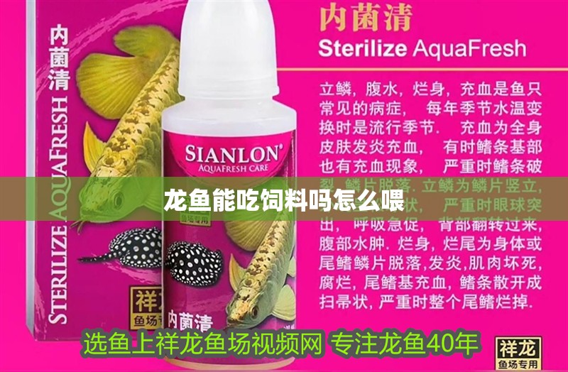 龍魚能吃飼料嗎怎么喂