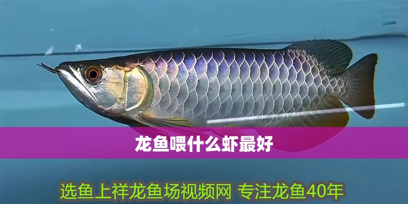 龍魚喂什么蝦最好