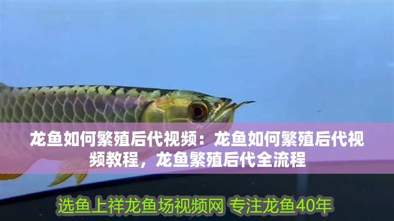 龍魚如何繁殖后代視頻：龍魚如何繁殖后代視頻教程，龍魚繁殖后代全流程