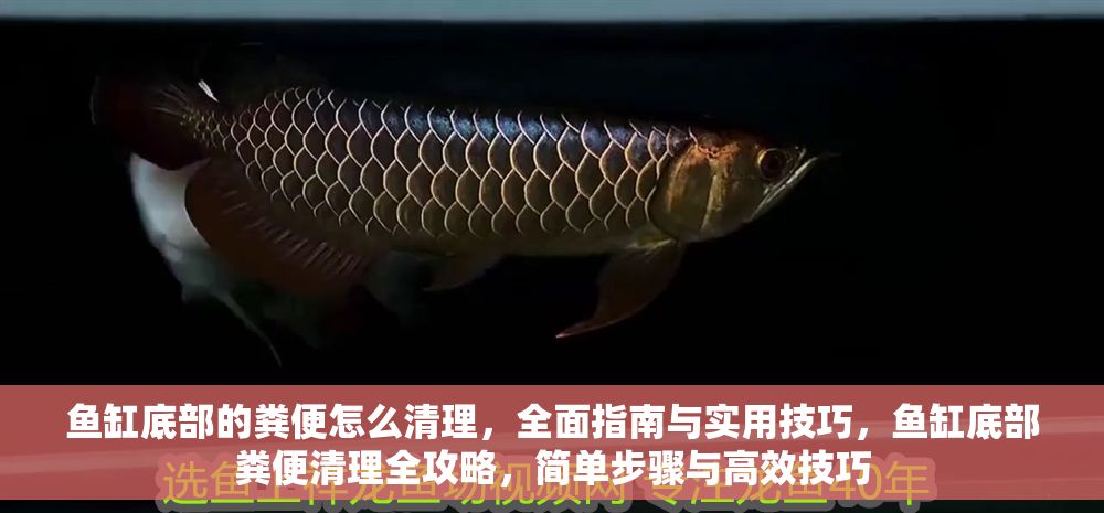 詳細閱讀:魚缸底部的糞便怎么清理,全面指南與實用技巧,魚缸底部糞便清理全攻略,簡單步驟與高效技巧 魚缸底部的糞便怎么清理,全面指南與實用技巧,魚缸底部糞便清理全攻略,簡單步驟與高效技巧