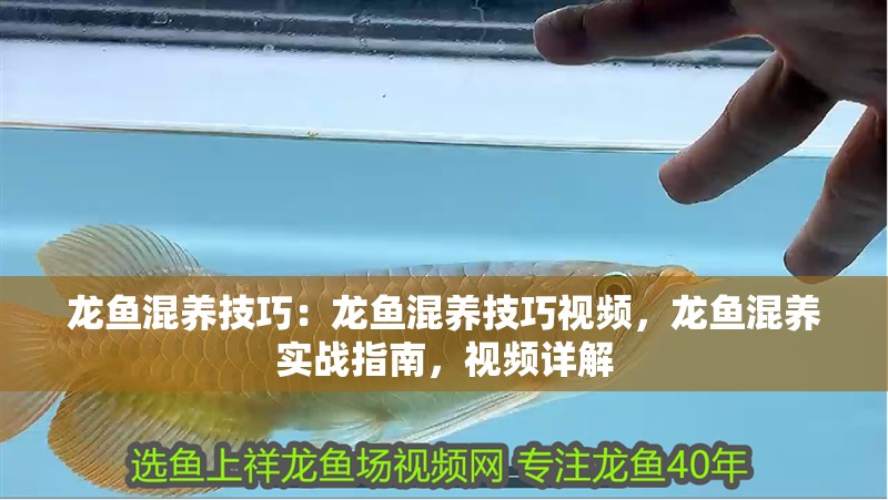 龍魚混養技巧：龍魚混養技巧視頻，龍魚混養實戰指南，視頻詳解 龍魚混養技巧：龍魚混養技巧視頻，龍魚混養實戰指南，視頻詳解 水族問答