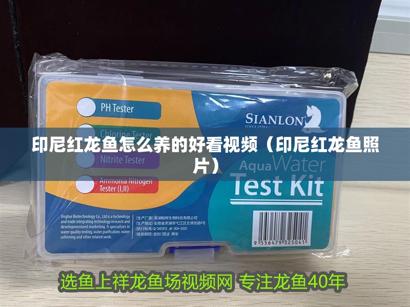 印尼紅龍魚怎么養的好看視頻（印尼紅龍魚照片）