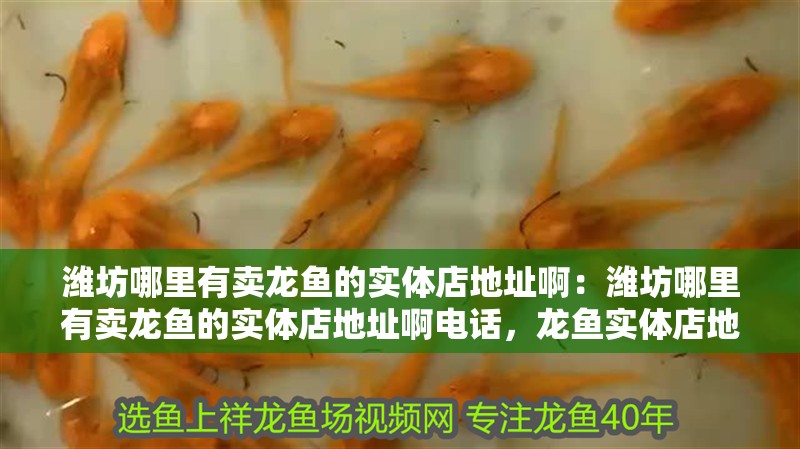 濰坊哪里有賣龍魚的實體店地址啊：濰坊哪里有賣龍魚的實體店地址啊電話，龍魚實體店地址及