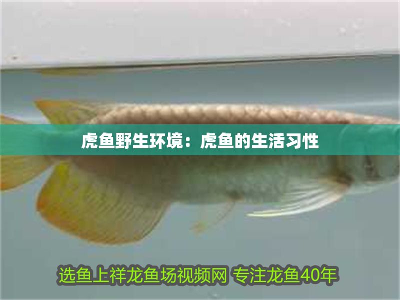 虎魚野生環(huán)境：虎魚的生活習(xí)性