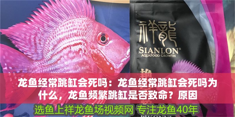 龍魚經常跳缸會死嗎：龍魚經常跳缸會死嗎為什么，龍魚頻繁跳缸是否致命？原因