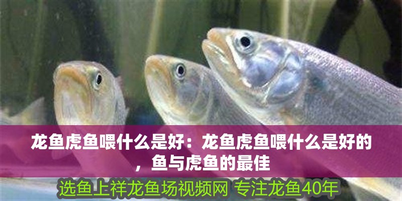 龍魚虎魚喂什么是好：龍魚虎魚喂什么是好的，魚與虎魚的最佳