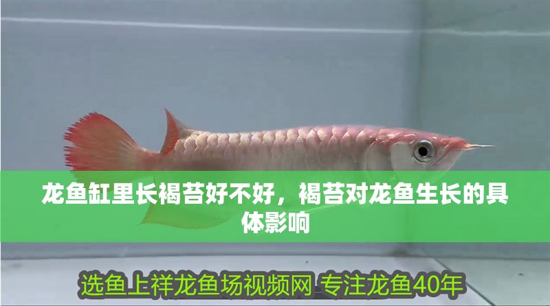 龍魚缸里長褐苔好不好，褐苔對龍魚生長的具體影響