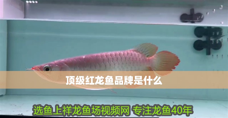 頂級紅龍魚品牌是什么