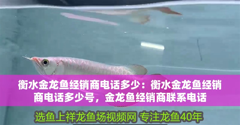 衡水金龍魚經銷商電話多少：衡水金龍魚經銷商電話多少號，金龍魚經銷商聯系電話 衡水金龍魚經銷商電話多少：衡水金龍魚經銷商電話多少號，金龍魚經銷商聯系電話 水族問答