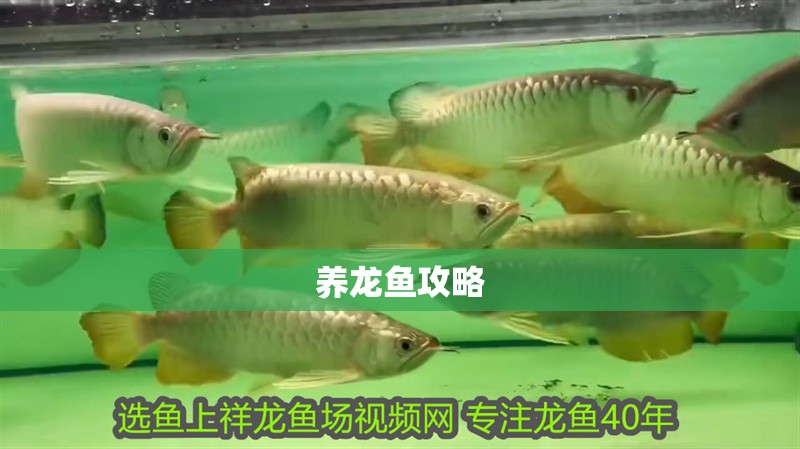 養龍魚攻略