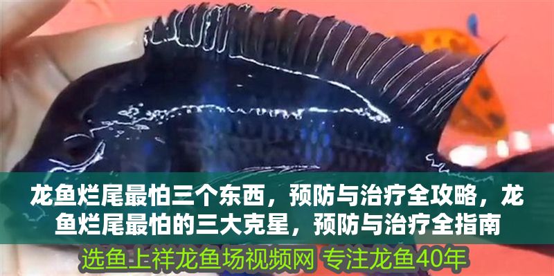 龍魚爛尾最怕三個東西，預(yù)防與治療全攻略，龍魚爛尾最怕的三大克星，預(yù)防與治療全指南 龍魚爛尾最怕三個東西，預(yù)防與治療全攻略，龍魚爛尾最怕的三大克星，預(yù)防與治療全指南 龍魚常見疾病 第1張