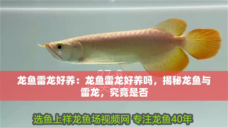 龍魚雷龍好養(yǎng)：龍魚雷龍好養(yǎng)嗎，揭秘龍魚與雷龍，究竟是否