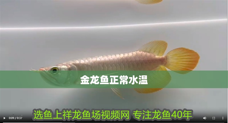 金龍魚正常水溫