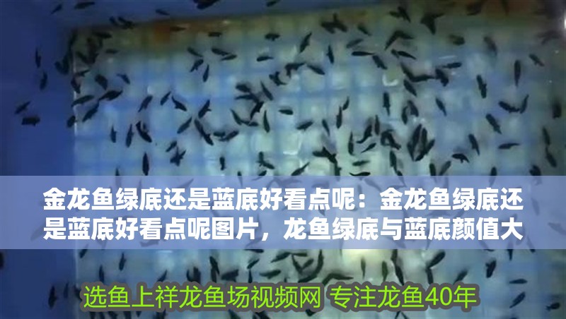 金龍魚綠底還是藍底好看點呢：金龍魚綠底還是藍底好看點呢圖片，龍魚綠底與藍底顏值大比拼，哪款更驚艷