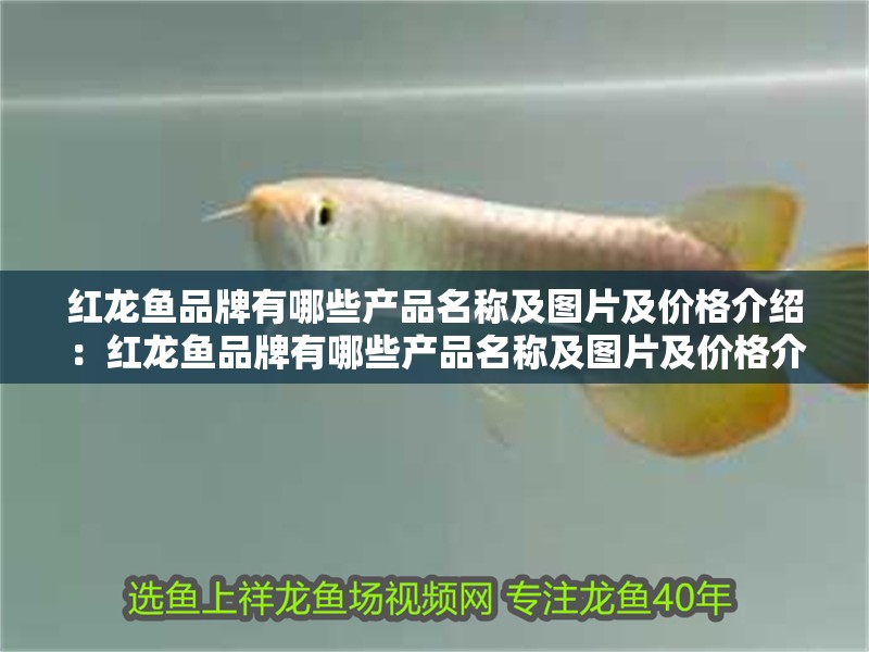 紅龍魚品牌有哪些產(chǎn)品名稱及圖片及價(jià)格介紹：紅龍魚品牌有哪些產(chǎn)品名稱及圖片及價(jià)格介紹，紅龍魚品牌全系產(chǎn)品詳解，名稱、圖片與價(jià)格