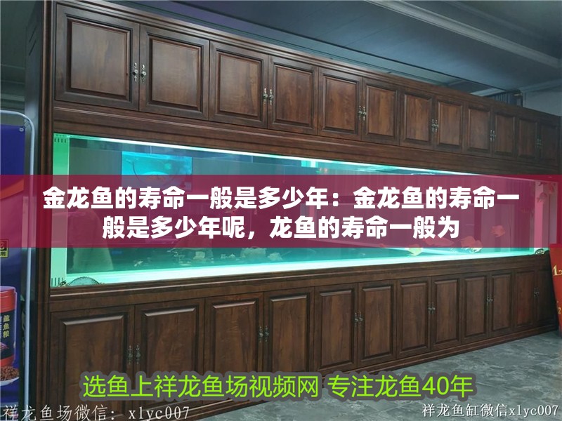 金龍魚的壽命一般是多少年：金龍魚的壽命一般是多少年呢，龍魚的壽命一般為