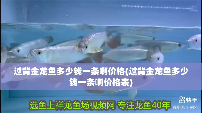 過背金龍魚多少錢一條啊價格(過背金龍魚多少錢一條啊價格表)