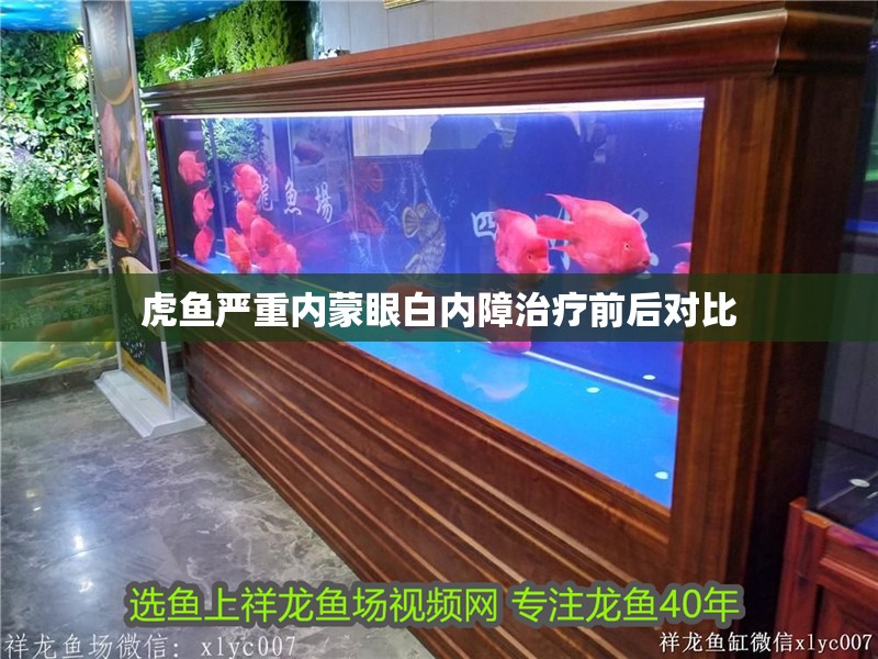 虎魚嚴重內(nèi)蒙眼白內(nèi)障治療前后對比