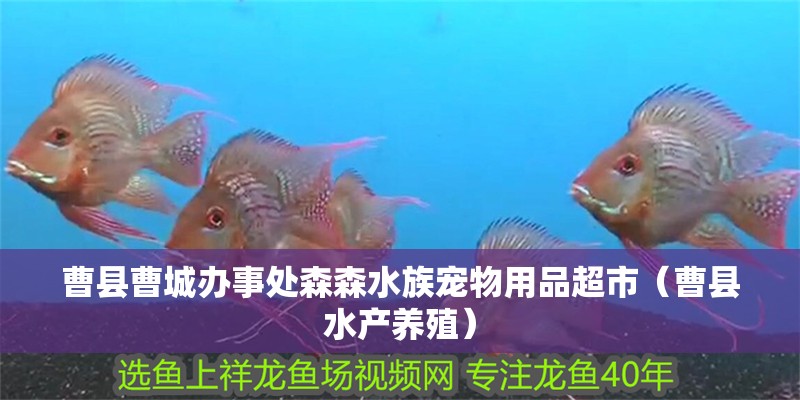 曹縣曹城辦事處森森水族寵物用品超市（曹縣水產養殖）