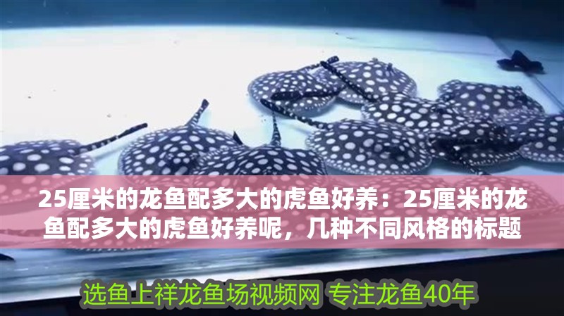 25厘米的龍魚(yú)配多大的虎魚(yú)好養(yǎng)：25厘米的龍魚(yú)配多大的虎魚(yú)好養(yǎng)呢，幾種不同風(fēng)格的標(biāo)題供你參考，，25厘米龍魚(yú)適配虎魚(yú)尺寸指南，揭秘，25厘米龍魚(yú)該配多大虎魚(yú)才易養(yǎng)？，25厘米龍魚(yú)與虎魚(yú)混養(yǎng)，最佳尺寸搭配揭曉！