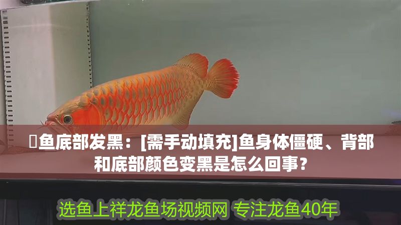 魟魚底部發(fā)黑：[需手動(dòng)填充]魚身體僵硬、背部和底部顏色變黑是怎么回事？