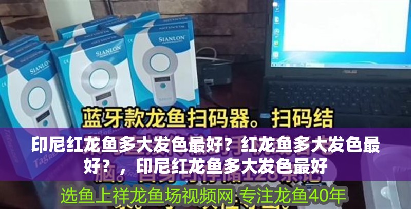 印尼紅龍魚多大發色最好？紅龍魚多大發色最好？，印尼紅龍魚多大發色最好