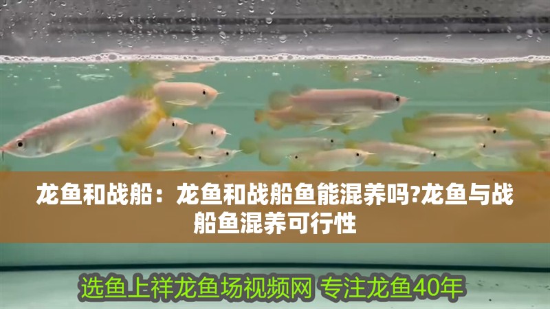 龍魚和戰船：龍魚和戰船魚能混養嗎?龍魚與戰船魚混養可行性