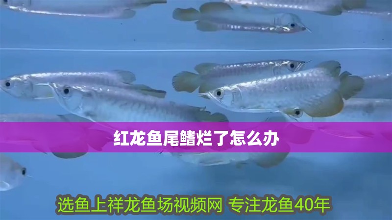紅龍魚尾鰭爛了怎么辦