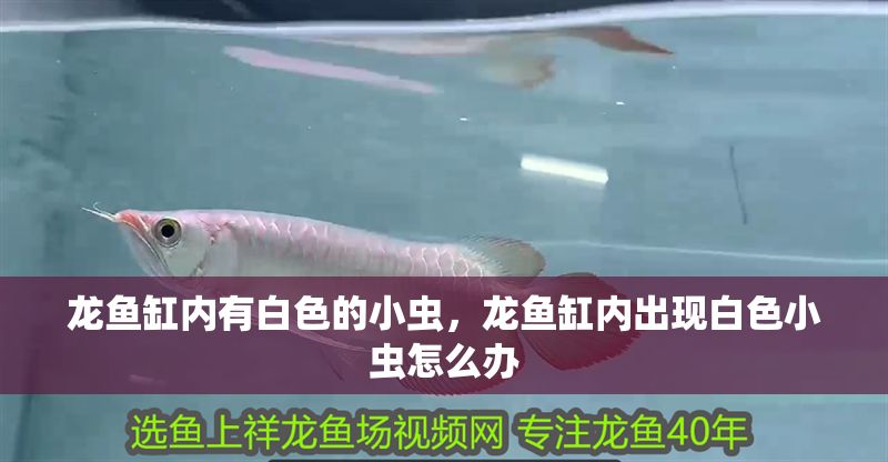 龍魚缸內有白色的小蟲，龍魚缸內出現白色小蟲怎么辦