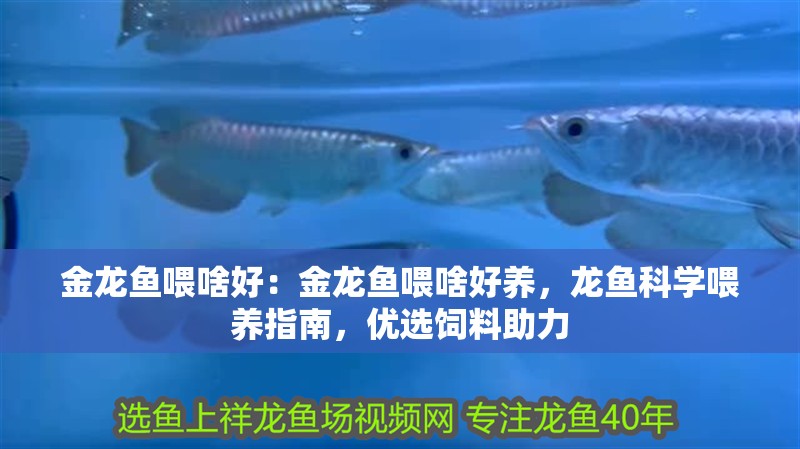 金龍魚喂啥好：金龍魚喂啥好養，龍魚科學喂養指南，優選飼料助力