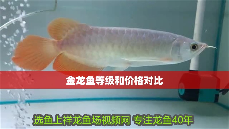 金龍魚等級和價格對比 龍魚百科 第2張 金龍魚等級和價格對比 金龍魚等級和價格對比 龍魚百科 第2張