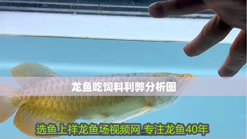 龍魚吃飼料利弊分析圖