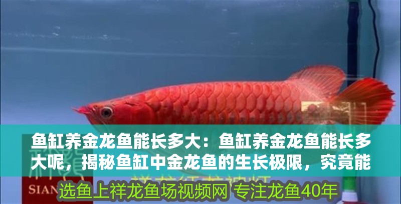 魚缸養金龍魚能長多大：魚缸養金龍魚能長多大呢，揭秘魚缸中金龍魚的生長極限，究竟能長多大？