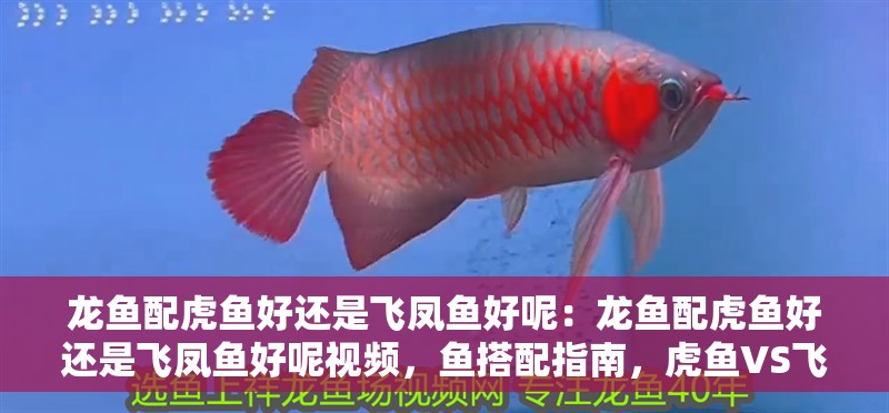 龍魚配虎魚好還是飛鳳魚好呢：龍魚配虎魚好還是飛鳳魚好呢視頻，魚搭配指南，虎魚VS飛鳳魚，哪種更合適