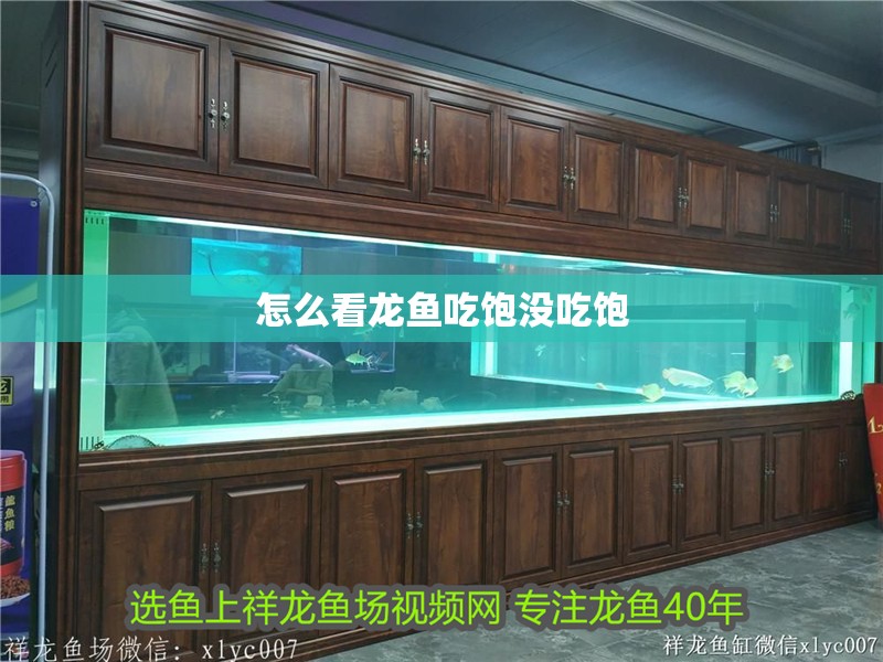 怎么看龍魚吃飽沒吃飽