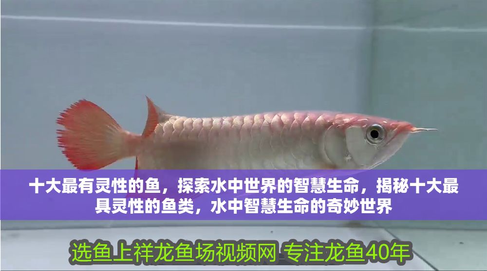 十大最有靈性的魚，探索水中世界的智慧生命，揭秘十大最具靈性的魚類，水中智慧生命的奇妙世界