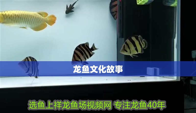 龍魚文化故事 龍魚百科 第2張 龍魚文化故事 龍魚文化故事 龍魚百科 第2張