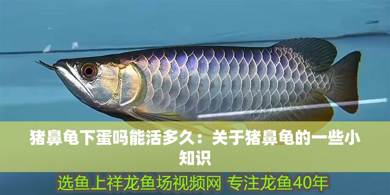 豬鼻龜下蛋嗎能活多久：關于豬鼻龜的一些小知識