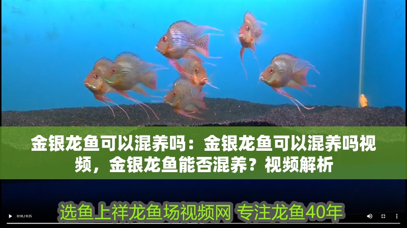 金銀龍魚可以混養嗎：金銀龍魚可以混養嗎視頻，金銀龍魚能否混養？視頻解析