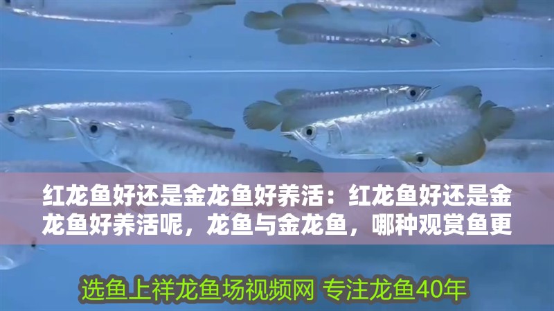 紅龍魚好還是金龍魚好養(yǎng)活：紅龍魚好還是金龍魚好養(yǎng)活呢，龍魚與金龍魚，哪種觀賞魚更易養(yǎng)活？
