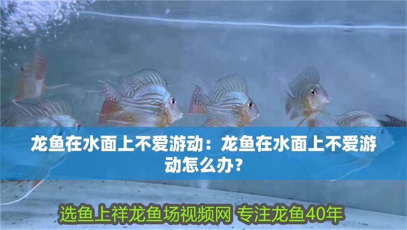 龍魚在水面上不愛游動：龍魚在水面上不愛游動怎么辦？